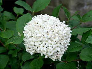 Garden blooms