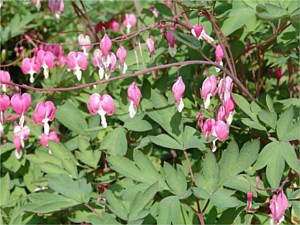 Garden blooms