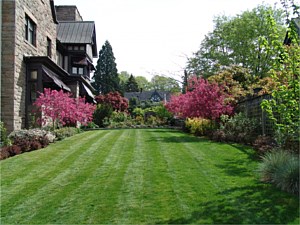 Garden planting in bloom
