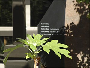 Courtyard planting